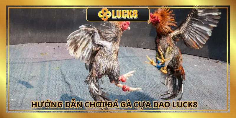 Cách chơi đá gà cựa dao tại Luck8 cực dễ hiểu